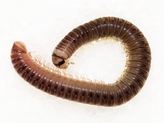 Cylindroiulus britannicus