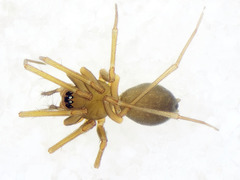 Diplostyla concolor
