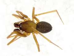Diplostyla concolor