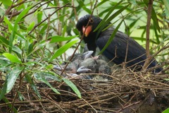 Urocissa erythroryncha