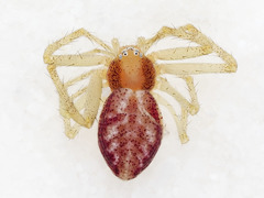 Philodromus rufus