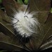 Acronicta americana - Photo (c) joannerusso, alguns direitos reservados (CC BY-NC), uploaded by joannerusso