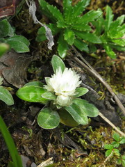 Anaphalis nepalensis