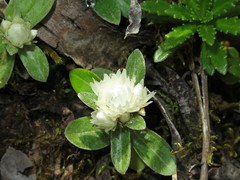 Anaphalis nepalensis