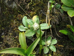 Anaphalis nepalensis