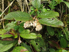 Gaultheria hookeri