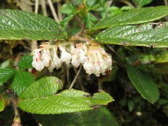 Gaultheria hookeri