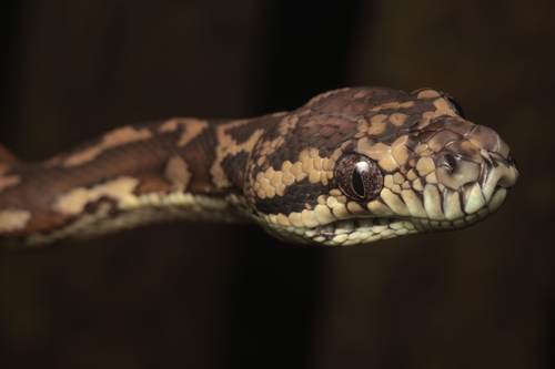 Darwin Carpet Python sighting