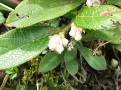 Gaultheria hookeri