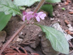 Ajuga decumbens