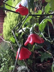 Capsicum baccatum pendulum