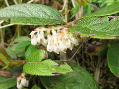 Gaultheria hookeri