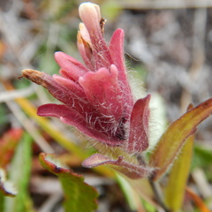 Castilleja elegans