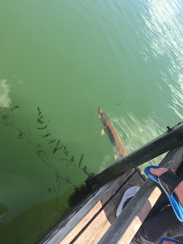 Esox masquinongy