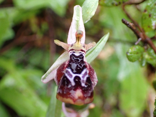 Image of Ophrys reinholdii by (c) Elias, some rights reserved (CC BY)