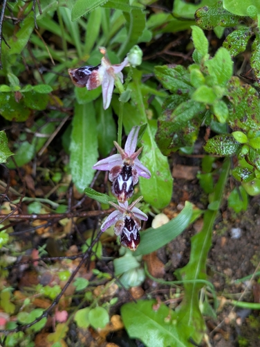 Image of Ophrys reinholdii by (c) Elias, some rights reserved (CC BY)