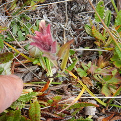 Castilleja elegans