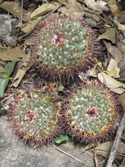 Mammillaria rhodantha fera-rubra