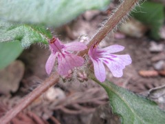 Ajuga decumbens