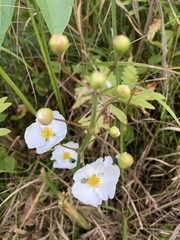 Sagittaria latifolia