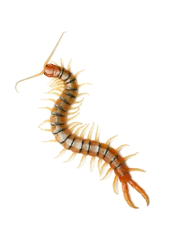 Scolopendra polymorpha Wood, 1861