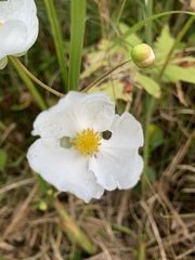 Sagittaria latifolia