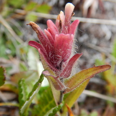 Castilleja elegans