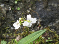 Cardamine franchetiana
