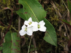 Cardamine franchetiana