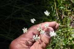 Perideridia parishii