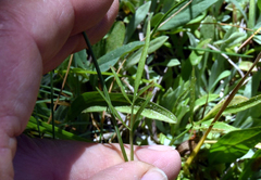 Perideridia parishii