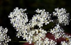 Perideridia parishii