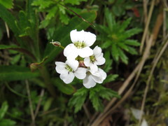Cardamine franchetiana