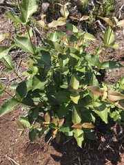 Viburnum cassinoides image