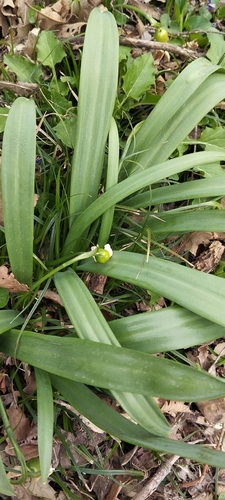 Galanthus transcaucasicus