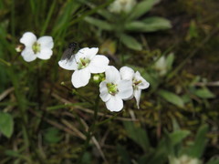 Cardamine franchetiana