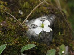 Cardamine franchetiana