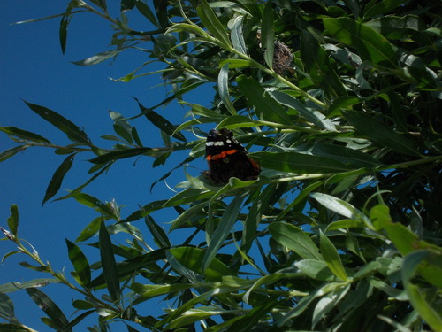 Vanessa atalanta
