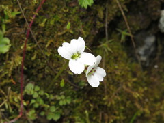 Cardamine franchetiana