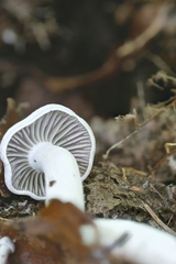 Cuphophyllus canescens