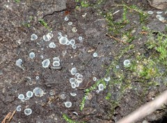 Phialocephala aylmerensis