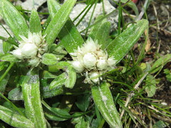 Anaphalis nepalensis