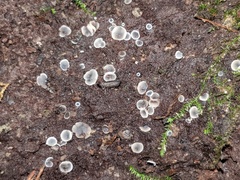 Phialocephala aylmerensis