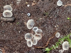 Phialocephala aylmerensis