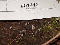 Phialocephala aylmerensis