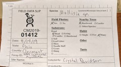 Phialocephala aylmerensis