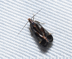 Dichomeris ochripalpella