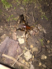 Diestrammena elegantissima