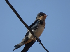 Hirundo