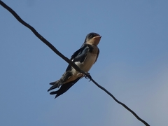 Hirundo